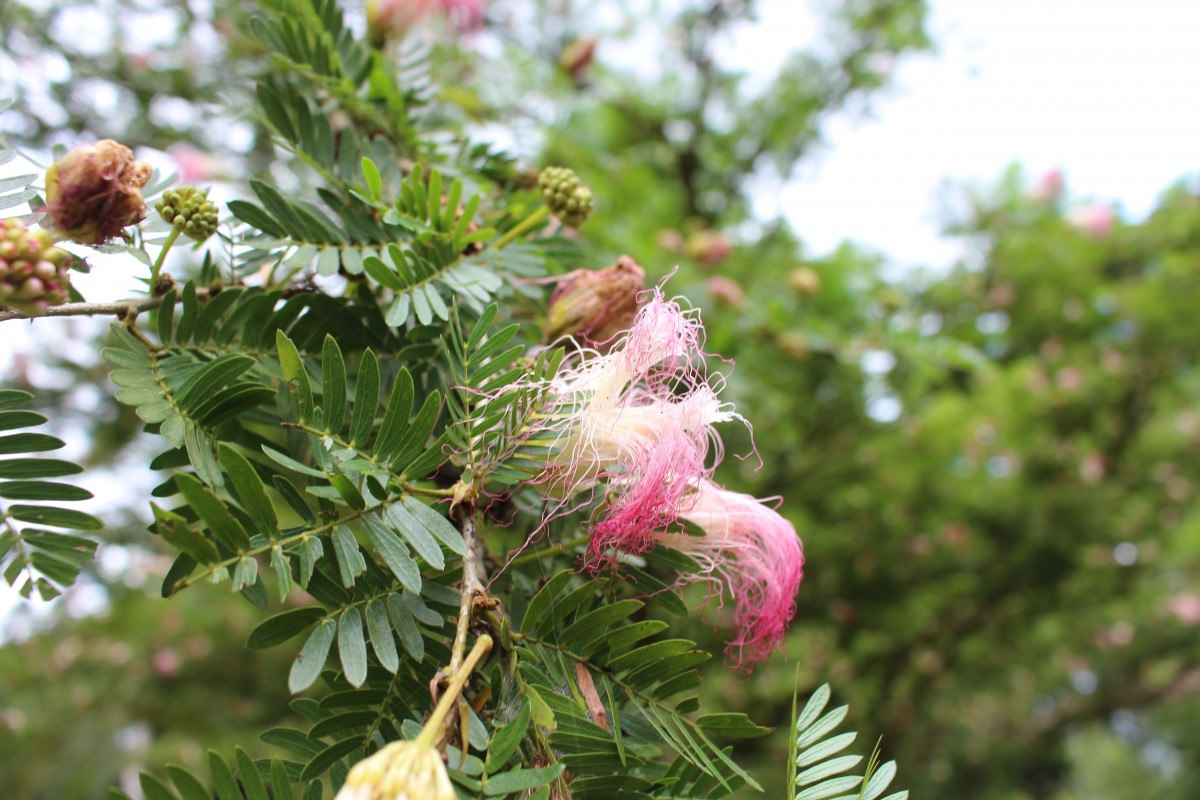 Calliandra surinamensis Benth.